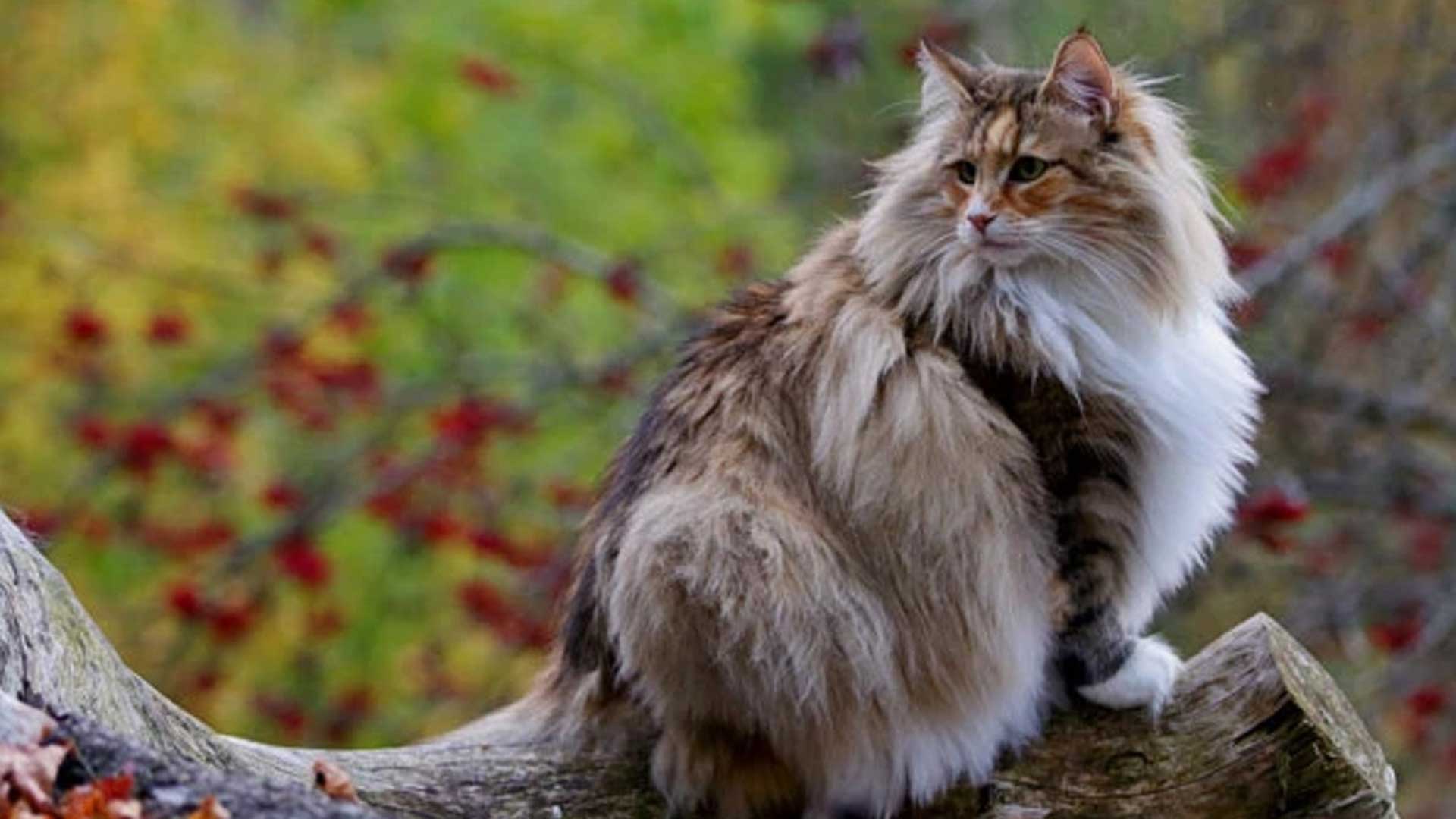 Norvegese delle Foreste: il gatto dei Vichinghi