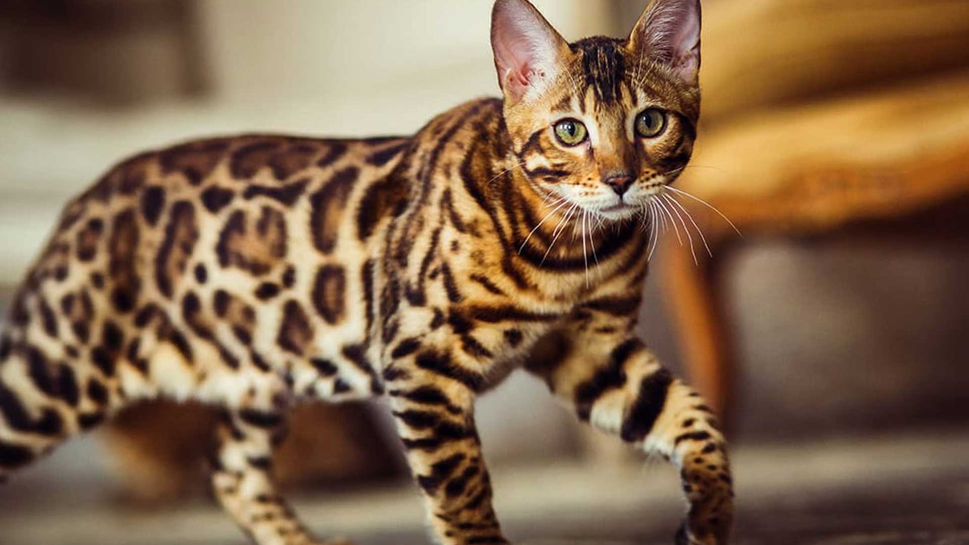 Bengal o Gatto del Bengala: il ‘micio leopardo’